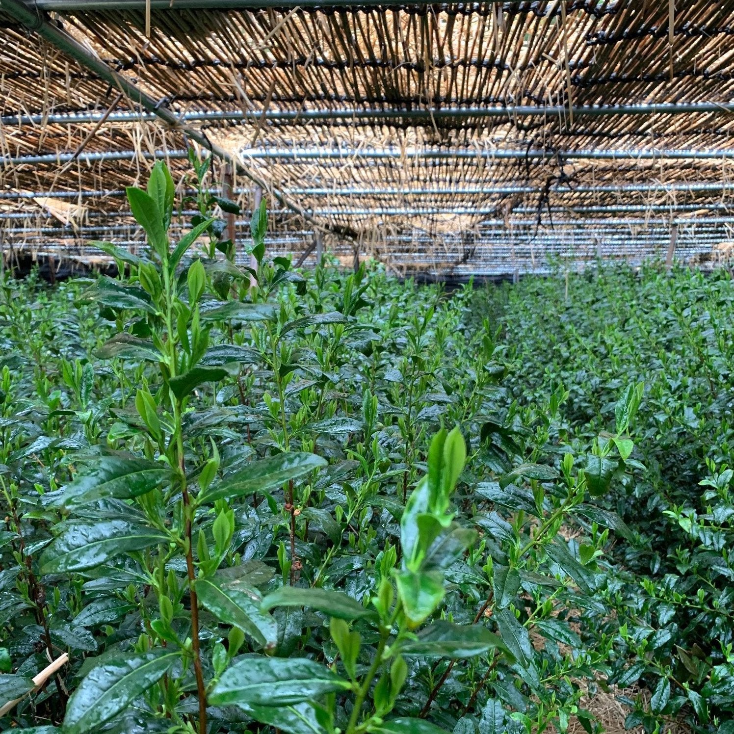 Uji Hikari Matcha - Image 5